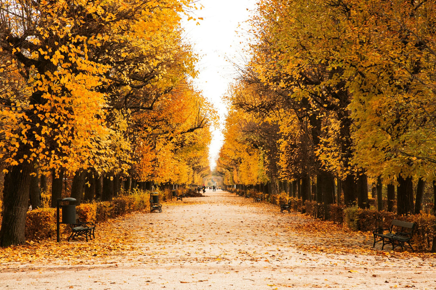 5 Dinge, die du im Herbst in Wien machen kannst